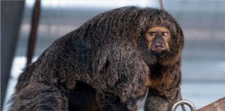 Muscular monkey SHOCKS punters at zoo in Finland