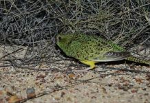 Night parrot finding quashed in Australia (Study) Night parrot finding quashed in Australia (Study)