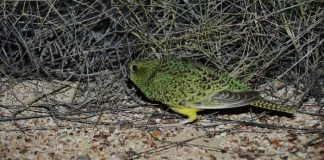 Night parrot finding quashed in Australia (Study)
