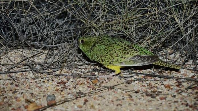 Night parrot finding quashed in Australia (Study)