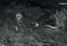 ‘Ninja’ kangaroo rat destroys rattlesnake in epic battle (Video) 'Ninja' kangaroo rat destroys rattlesnake in epic battle (Video)