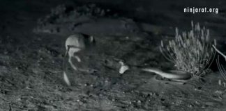 ‘Ninja’ kangaroo rat destroys rattlesnake in epic battle (Video) 'Ninja' kangaroo rat destroys rattlesnake in epic battle (Video)