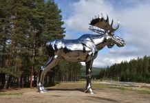 Norway-Canada conflict ends with moose truce, Report Norway-Canada conflict ends with moose truce, Report