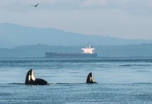 Ocean blob harming whales, says new research Ocean blob harming whales, says new research