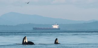Ocean blob harming whales, says new research Ocean blob harming whales, says new research
