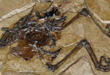 Oldest egg fossil found inside ancient mama bird (Study) Oldest egg fossil found inside ancient mama bird (Study)