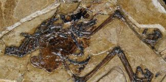 Oldest egg fossil found inside ancient mama bird (Study)