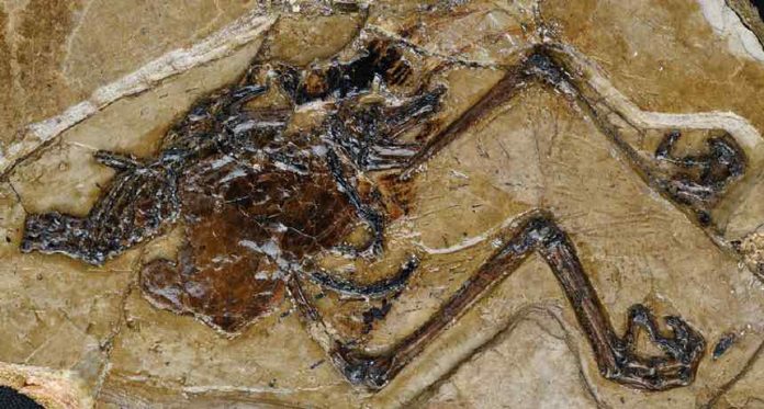 Oldest egg fossil found inside ancient mama bird (Study)