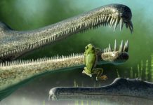 Oldest frog relative Found In North America (Study) Oldest frog relative Found In North America (Study)