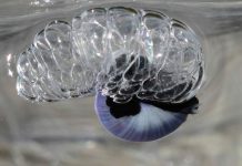 Species moved north during marine heatwaves (Study) Species moved north during marine heatwaves (Study)