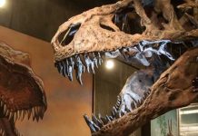 Tyrannosaurus Rex world’s biggest Discovered in Saskatchewan Tyrannosaurus Rex world's biggest Discovered in Saskatchewan
