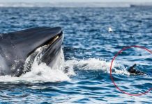 Whale swallowed diver off the coast of South Africa (Watch) Whale swallowed diver off the coast of South Africa (Video)