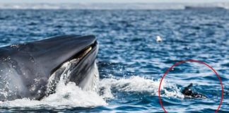 Whale swallowed diver off the coast of South Africa (Video)