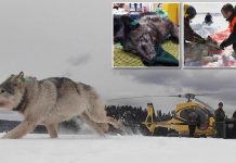 Wolves airdropped into US to tackle moose problem (Reports) Wolves airdropped into US to tackle moose problem (Reports)