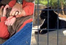 Woman attacked by jaguar at Wildlife World Zoo (Photo) Woman attacked by jaguar at Wildlife World Zoo (Photo)