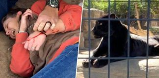 Woman attacked by jaguar at Wildlife World Zoo (Photo)