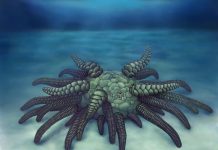 430 million year old sea cucumber discovered (Reports) 430 million year old sea cucumber discovered (Reports)