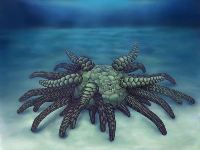 430 million year old sea cucumber discovered (Reports)