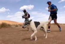 A Dog Named Cactus Is Dominating the Marathon des Sables 2019 A Dog Named Cactus Is Dominating the Marathon des Sables 2019