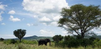 American tourist kidnapped in Uganda, held for $500000 ransom American tourist kidnapped in Uganda, held for $500000 ransom