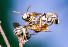 Bees in eye? Four bees lived inside a woman’s eye and fed off her tears (Reports) Bees in eye? Four bees lived inside a woman's eye and fed off her tears (Reports)