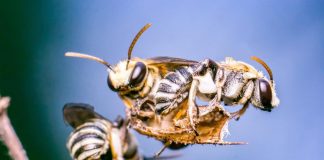 Bees in eye? Four bees lived inside a woman's eye and fed off her tears (Reports)