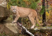 Child mauled by 2 cougars in Lake Cowichan Child mauled by 2 cougars in Lake Cowichan