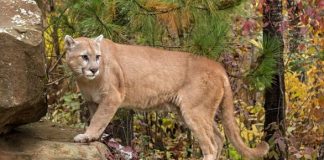 Child mauled by 2 cougars in Lake Cowichan Child mauled by 2 cougars in Lake Cowichan
