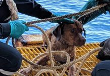 Dog rescued off Thailand, found swimming more than 135 miles from shore Dog rescued off Thailand, found swimming more than 135 miles from shore