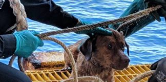 Dog rescued off Thailand, found swimming more than 135 miles from shore