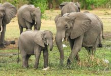 Elephant kills poacher and his accomplices arrested for poaching (Reports) Elephant kills poacher and his accomplices arrested for poaching (Reports)