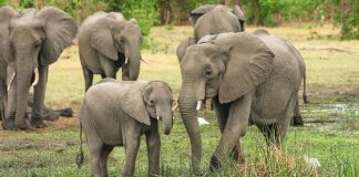 Elephant kills poacher and his accomplices arrested for poaching (Reports) Elephant kills poacher and his accomplices arrested for poaching (Reports)