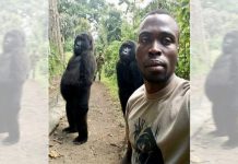 Gorillas pose for selfie with park ranger (Photo) Gorillas pose for selfie with park ranger (Photo)
