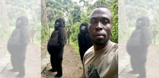 Gorillas pose for selfie with park ranger (Photo) Gorillas pose for selfie with park ranger (Photo)
