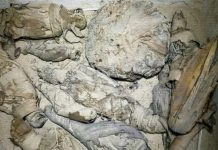 Mummified mice found in Egyptian tomb (Study) Mummified mice found in Egyptian tomb (Study)