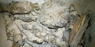 Mummified mice found in Egyptian tomb (Study)