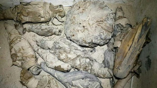 Mummified mice found in Egyptian tomb (Study)