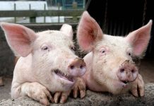 Scientists ‘reboot’ pig brains hours after animals died Scientists 'reboot' pig brains hours after animals died