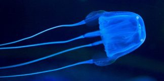Antidote found for venomous box jellyfish (Reports) Antidote found for venomous box jellyfish (Reports)