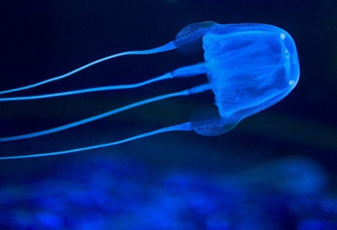 Antidote found for venomous box jellyfish (Reports)