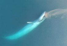 Blue whale fossil 85 discovered, marine giant lived about 1.5 million years ago Blue whale fossil 85 discovered, marine giant lived about 1.5 million years ago