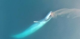 Blue whale fossil 85 discovered, marine giant lived about 1.5 million years ago