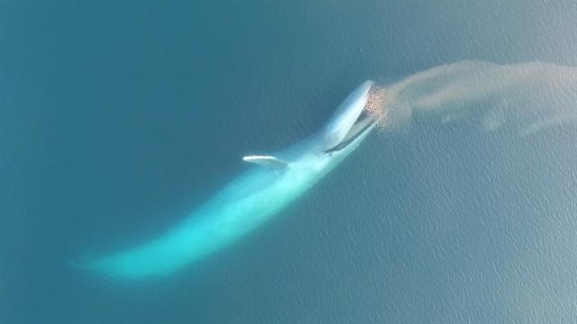 Blue whale fossil 85 discovered, marine giant lived about 1.5 million years ago