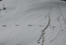 Indian Army finds ‘Yeti’ footprints during expedition (Reports) Indian Army finds 'Yeti' footprints during expedition (Reports)