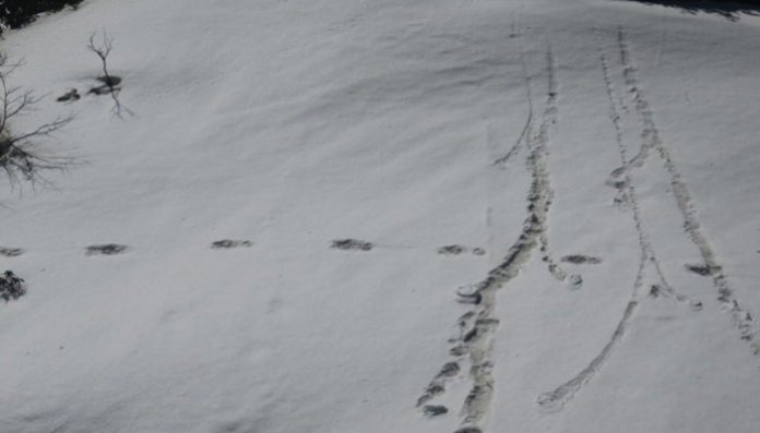 Indian Army finds 'Yeti' footprints during expedition (Reports)