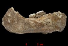 Jawbone fossil found in a Cave in Tibet Jawbone fossil found in a Cave in Tibet