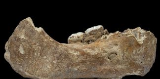 Jawbone fossil found in a Cave in Tibet Jawbone fossil found in a Cave in Tibet