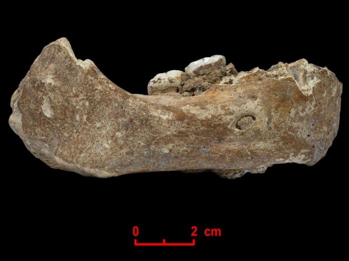 Jawbone fossil found in a Cave in Tibet