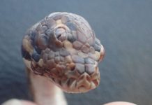 Three-eyed snake found in Australia’s Humpty Doo (Photo) Three-eyed snake found in Australia's Humpty Doo (Photo)