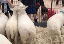 San Diego boy 2-year-old dies from E. coli after visiting animals San Diego boy 2-year-old dies from E. coli after visiting animals